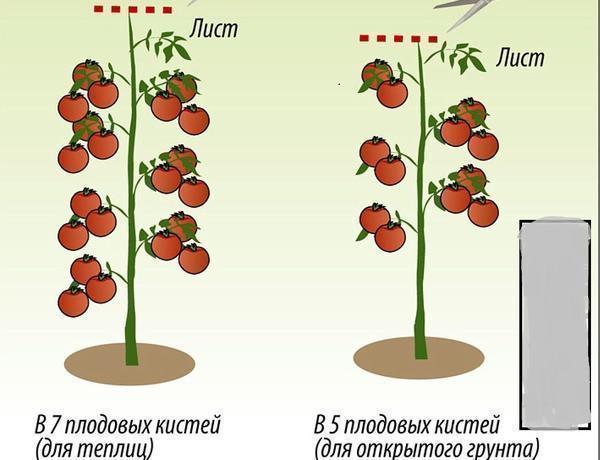 Выбирать метод формирования куста помидор следует в зависимости от сорта 