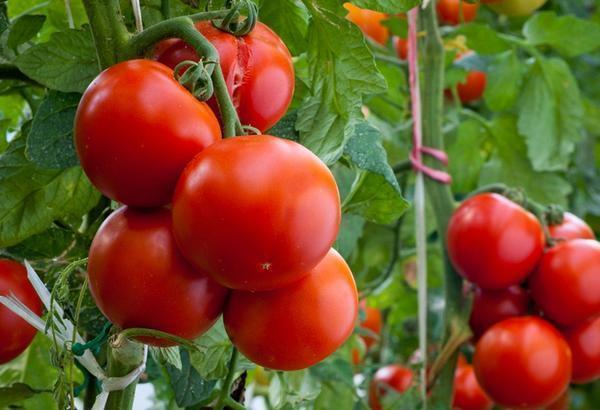 Причиной, по которой могут трескаться помидоры в теплице, могут являться вредители 