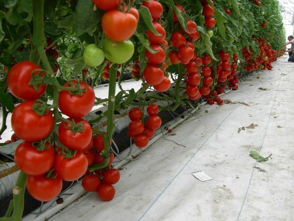 Чтобы помидоры не болели, их стоит регулярно опрыскивать специальными средствами 