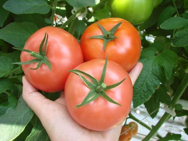 Выбирая самоопыляемый сорт томатов, ознакомьтесь с его характеристиками