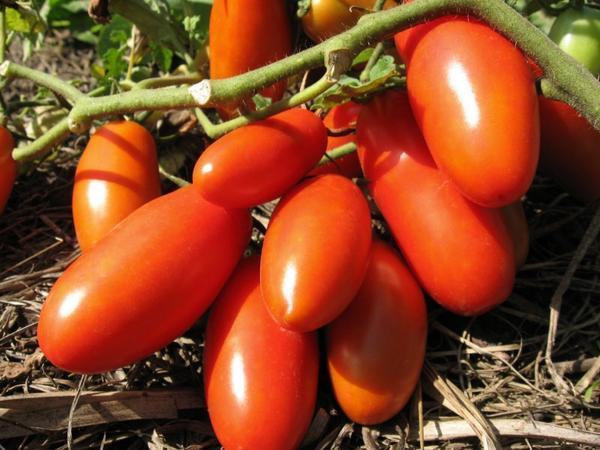 Наиболее высокой урожайностью огородников радуют гибридные сорта томатов
