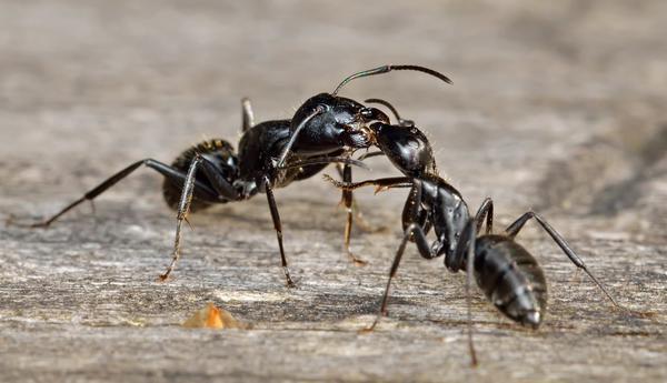 Если колония муравьев обитает на грядках, нужно постараться найти матку и удалить ее, после чего семейство само покинет теплицу