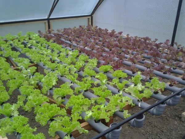 Красивый и богатый урожай получается при использовании гидропоники для выращивания салата