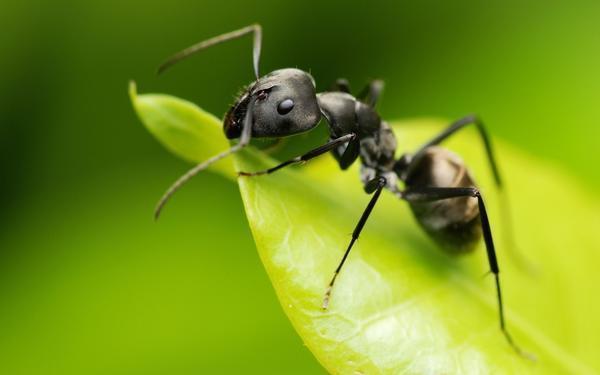 Как бороться с садовыми муравьями в теплице. Проверенные способы как избавиться от муравьев в теплице: 4 народных способа