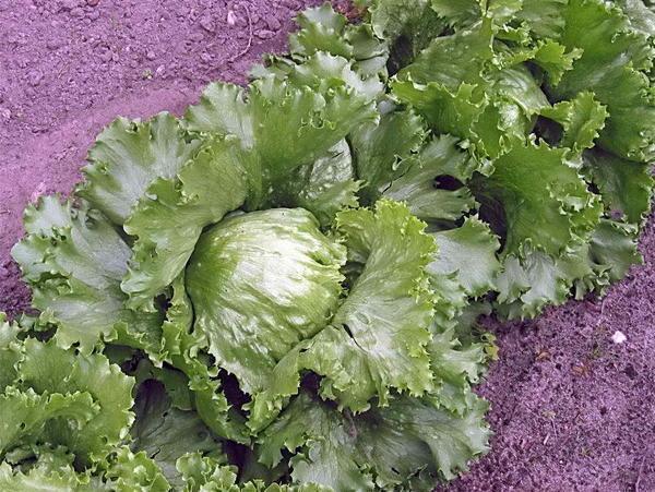 При выращивании салата в теплице необходимо удобрять землю минеральными компонентами