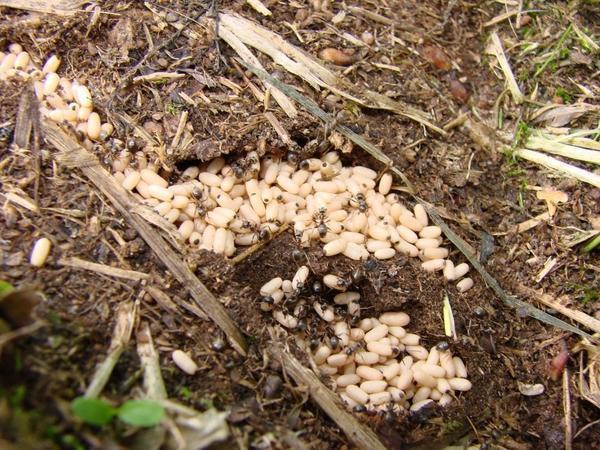 Помните, если в борьбе с садовыми муравьями вы используете химические препараты, они могут остаться в почве