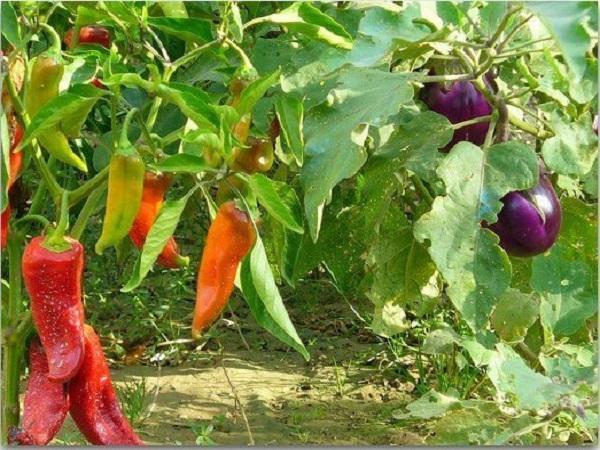 Перцы, томаты и баклажаны в одной теплице отлично уживаются при любом расположении грядок