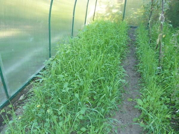Сидераты – специальные растения, которые удобряют почву