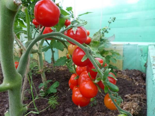 Детерминантные сорта помидоров имеют ограничения в своем росте