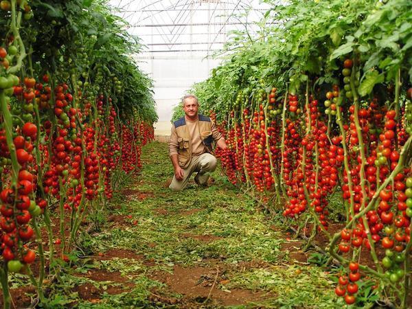 Для выращивания томатов Черри рекомендуется установить в теплице каркас 