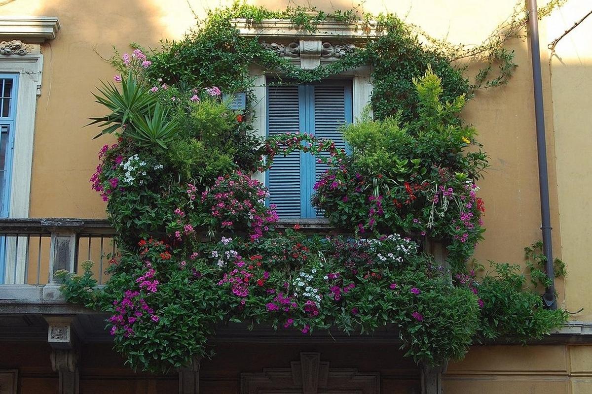 Плющ на балконе. Цветы на балконе. Балкон в цветах. Цветущий балкон. Плетущиеся цветы для балкона.