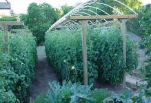 vegetable-garden-tips-tomato-l-9aaed5937f9bef04