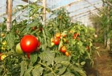 viraschivanie-pomidorov-na-prodaju