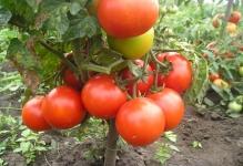 20-sortov-nizkoroslyx-tomatov-ne-trebuyushhix-pasynkovaniya-dlya-otkrytogo-grunta