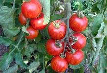 tomaty-na-griadke