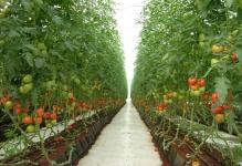 tomatogreenhouse