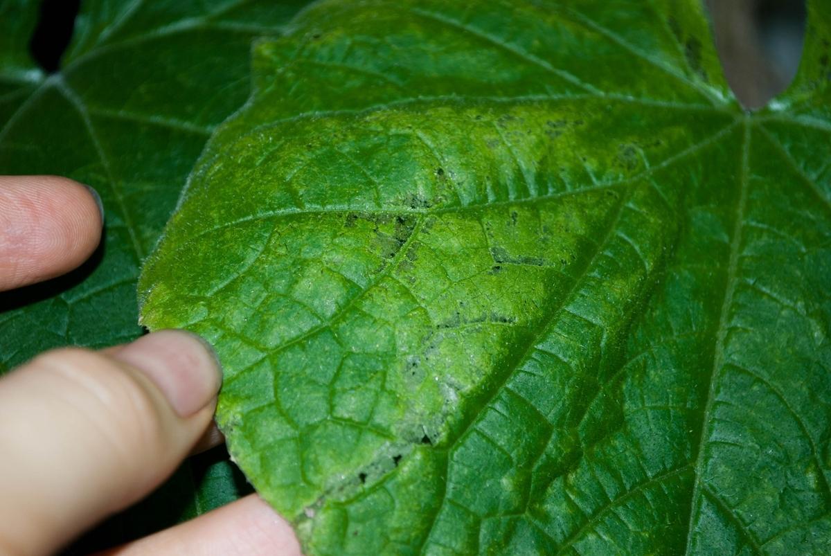 Листья огурцов бледно зеленые причина что делать фото