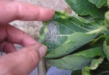 Mealy-Cabbage-Aphid