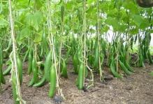 Cucumbers-Plants-plnttree1274