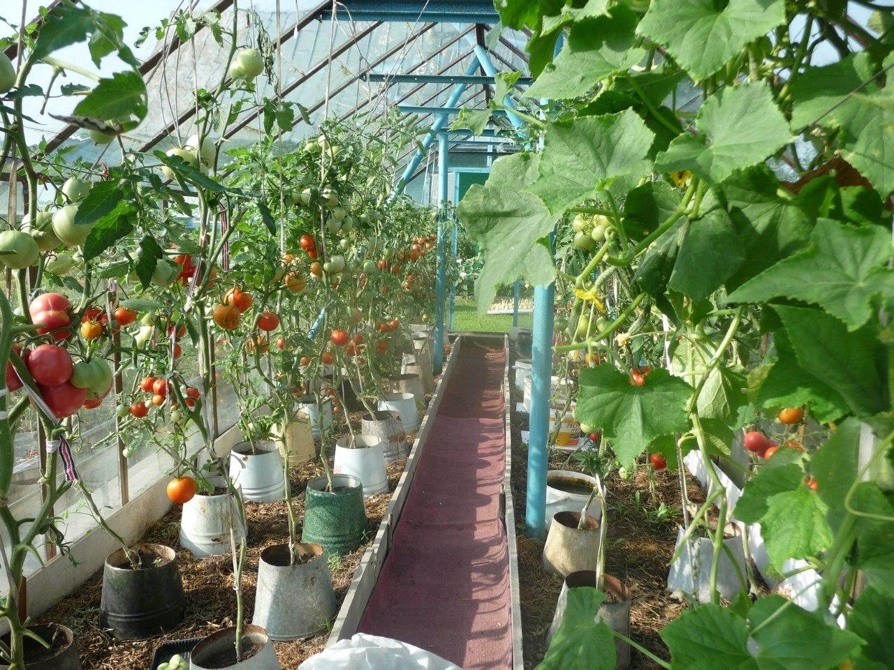 Посадка в теплице помидор и огурцов