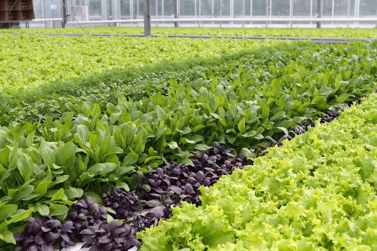 Бизнес план по выращиванию зелени в теплице - 87 фото