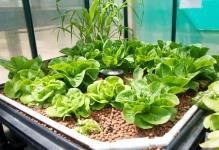 butter-and-counter-romain-grow-bed-5-greenhouse