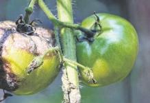 proiavleniia-fitoftory-na-plodakh-tomata