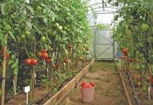podvjazannye-tomaty