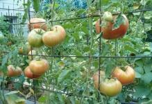 pomidory-podvjazannye-k-setke