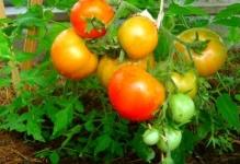 Urozhay-pomidorov-v-teplitse