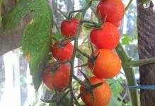 Как пасынковать помидоры в теплице: 3 задачи и мастер-класс пошагово