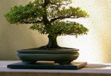 bonsai01
