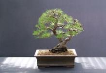scots-pine-bonsai-0808-l