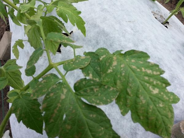 Бурая пятнистость томатов в теплице и их лечение фото и описание