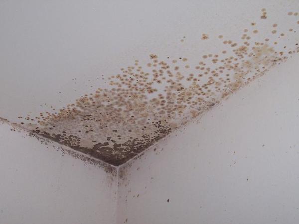 Как только заметили потемнения в углах стен - сразу начинайте обработку, чтобы плесень не распылилась по все комнате