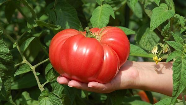 Крупноплодные сладкие томаты для теплиц пользуются особым спросом



