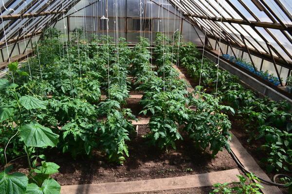 Выращивание в теплице подойдет тем культурам, для которых важна стабильная температура, повышенная влажность и защита от вредителей