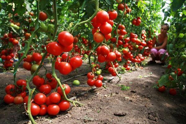 При массовом выращивании высокорослых томатов теплицу стоит оснастить системой автоматического полива 