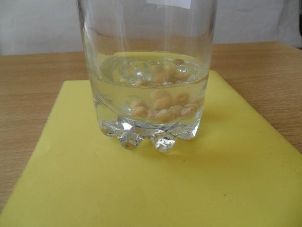 Перед высадкой, семена бонсай рекомендуется ненадолго замочить в емкости с водой. Те, которые останутся плавать наверху, можно выбросить