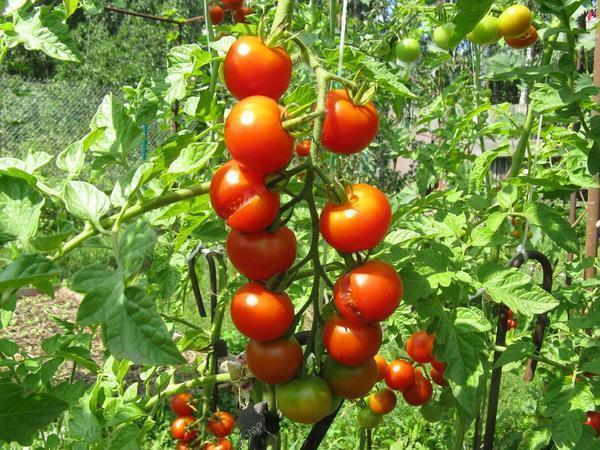 Чтобы помидоры не трескались, теплицу рекомендуется регулярно проветривать 