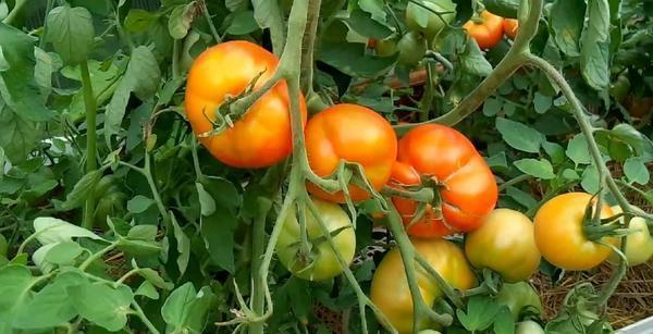 Детерминантные сорта помидор нуждаются в правильном уходе