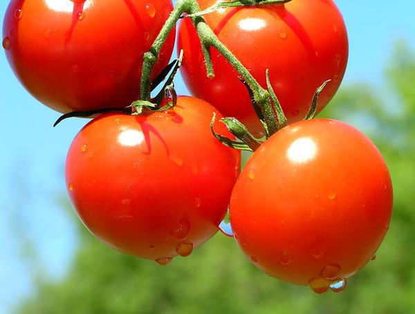 Для томатов в теплице должна поддерживаться комфортная температура воздуха