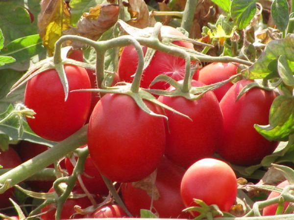 Сорта томатов для регионов с непродолжительным теплым периодом имеют свои особенности