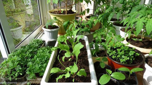 Солнцелюбивые растительные культуры следует расположить ближе к окну 