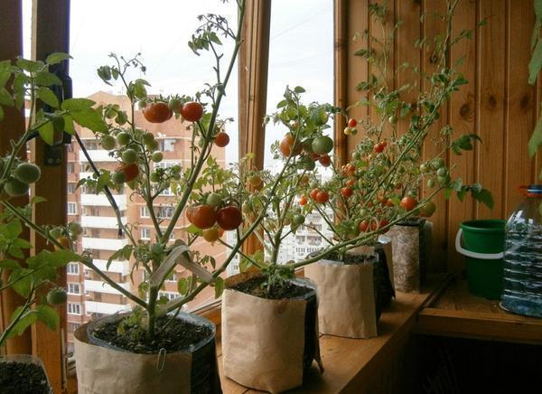 На балконе можно легко вырастить болгарский перец, помидоры, огурцы 