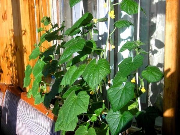 Выращивать огурцы на балконе можно семенным методом