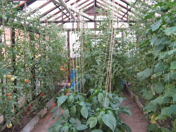 Можно ли выращивать арбузы в теплице вместе с огурцами?