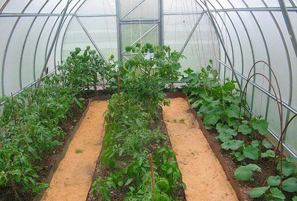 Какие овощи одновременно можно выращивать в теплице?