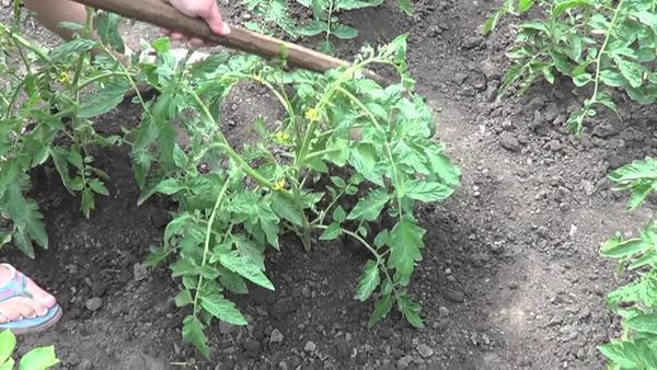 Окучивание кустов томатов способствует укреплению корневой системы растения