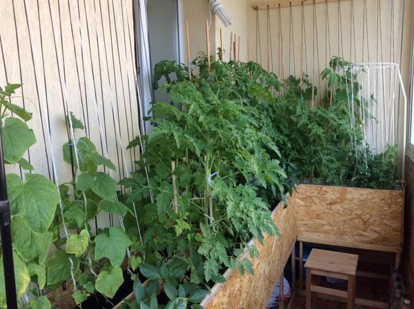 При выращивании овощей на балконе его следует регулярно проветривать 